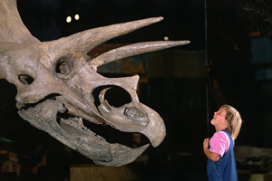 attractions airport shuttle express canmore